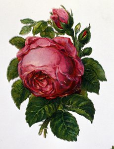 Una rosa. da Unknown artist