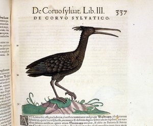 Un corvo selvatico dall