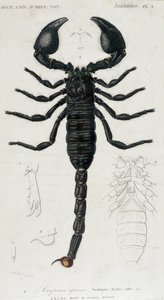 Scorpione africano - Tavola di Storia Naturale da Unknown artist