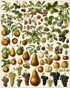 Agricoltura: Tavola botanica che rappresenta frutti commestibili (ciliegia, lampone, fragola, mirtillo, pesca, albicocca, noci, uva, pera, nocciola, fico, mela, prugna...). Litografia a colori. da Unknown artist
