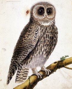 Un gufo. Incisione del XIX secolo da Unknown artist