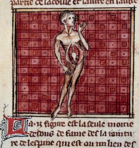 Figure anatomiche: corteccia maschile e femminile, stomaco aperto (addome), che mostra i reni, la vescica, i genitali: dettaglio dell