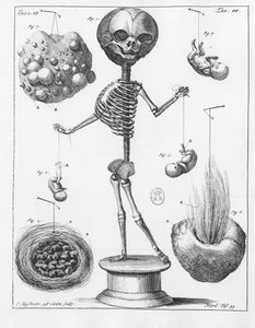 Tavola anatomica che rappresenta uno scheletro, di Frederik Ruysch (1638-1731), anatomista olandese da Unknown artist