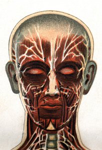 Anatomia: sezione trasversale del cranio umano, sezione vista dal davanti rappresentante il sistema muscolare. "La nuova medicina naturale" di F.E. Bilz. 1898