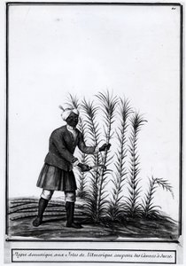 Antille, negro domestico che taglia la canna da zucchero. da Unknown artist