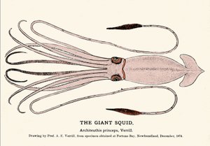 Architeuthis princeps, il calamaro gigante arenato sulla spiaggia di Fortune Bay (Terranova) nel dicembre 1874 e descritto per la prima volta dal professor A.E. Verrill. Incisione dell