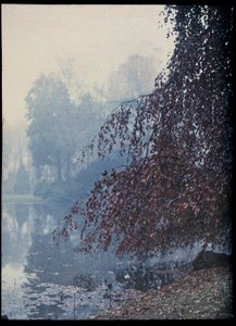 Paesaggio autunnale, lago e albero rosso nella nebbia - 1920 ca. (Paesaggio autunnale, lago e albero rosso nella nebbia) Collezione anonima autocromatica privee