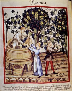 Rappresentazione autunnale: vendemmia. Raccolta dell