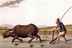 Via per arare i campi di riso con un bue - in Le costume ancien et moderne di J. Ferrario, ed. Milano
