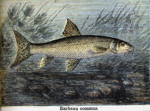 Barbo comune. Incisione del 1897 da Unknown artist