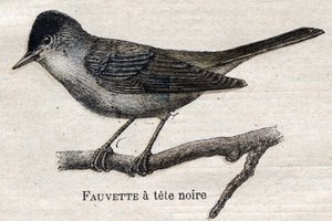 Uccelli utili all