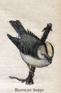 Uccelli utili per l