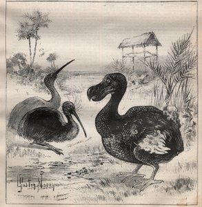 Uccelli che scompaiono: il dodo (o dronte) e l
