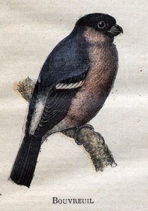 Uccelli utili all