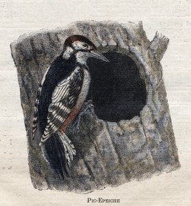 Uccelli utili all