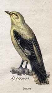 Uccelli utili all