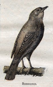 Uccelli utili per l