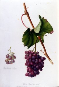 Uva nera. Incisione del XIX secolo