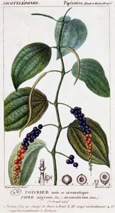 Pepe nero o aromatico - tavola botanica. XIX secolo