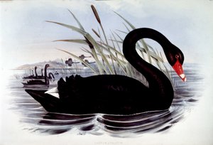 Cigno nero (cygnus atratus) - da 