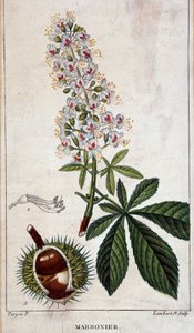 Tavola botanica - Fiori, foglie e frutti del castagno da Unknown artist