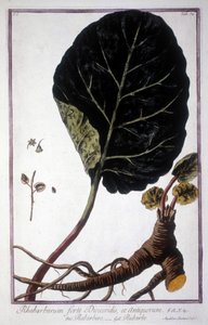 Tavola botanica: Foglia e radici di Rabarbaro. Erbario del XIX secolo.