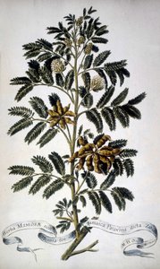 Tavola botanica: Mimosa. Erbario del XIX secolo. da Unknown artist