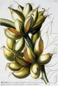 Tavola botanica: banane. n.d. XIX secolo da Unknown artist