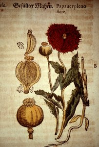 Tavola botanica: papavero. Da 