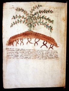 Tavola botanica che rappresenta l