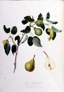 Tavola botanica che rappresenta la pera campana. 1820 - 1822. da Unknown artist