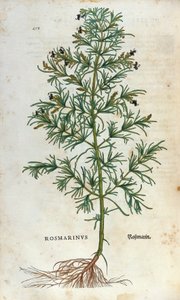 Tavola botanica: rosmarino (rosmarinus). Erbario di Leonhard Fuchs, 