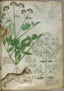 Illustrazione botanica di una pianta e un lupo da Unknown artist