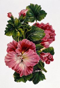 Bouquet di fiori. Cromolitografia del XIX secolo. da Unknown artist