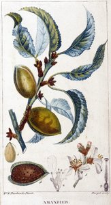 Ramo, fiore e frutto del mandorlo - tavola botanica da Unknown artist