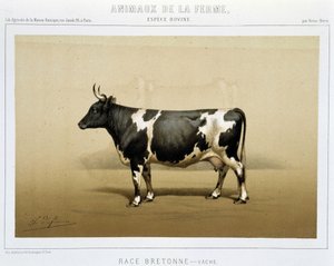 Mucca bretone