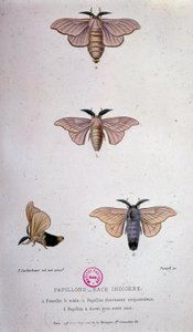 Farfalle: Malattia del baco da seta - Studio di Pasteur