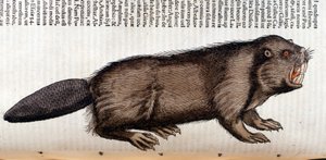 Castoro - in "Historia Animalium" di Conrad Gesner, Tiguri