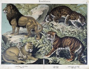 Gatti: leone, leonessa, tigre - in “Natural histories of mammals”, ed. Schreiber da Unknown artist