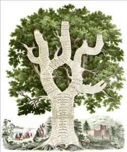 Grafico cronologico della storia americana dedicato al popolo degli Stati Uniti dall