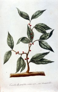 Cannella. Erbario del 19° secolo.