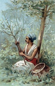 Raccolta di cannella a Ceylon. Cromolitografia della fine del XIX secolo da Unknown artist