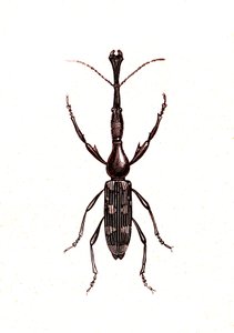 Coleotteri: Brenthus Temminchii da Unknown artist