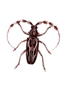 Coleotteri: Lophocerus barbatus