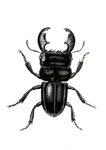 Coleotteri: Odontolarius giganteus
