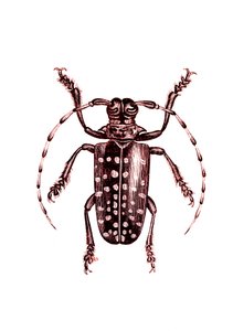 Coleotteri: Ophoptera Tollii da Unknown artist