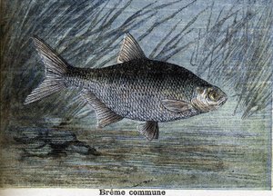 Breme comune. Incisione del 1897 da Unknown artist