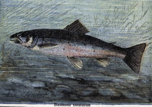 Salmone comune. Incisione del 1897 da Unknown artist