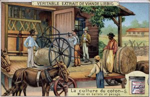 Coltivazione del cotone: Balle e pesatura (USA) Cromolitografia Liebig del XIX secolo