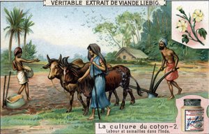 Coltivazione del cotone: aratura e semina in India. Cromolitografia, immagine Liebig